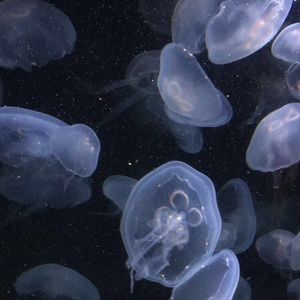 Meet your Posher, Gina